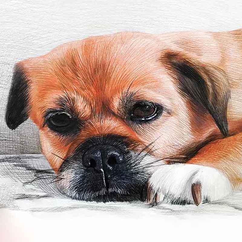 Pet Portrait Custom Sketch Portrait Memorial Pet Painting